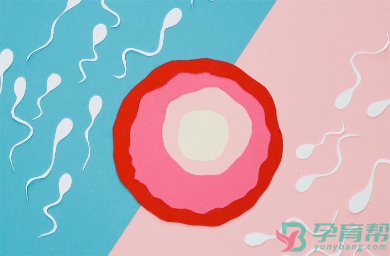 什么是胚胎移植(图1)