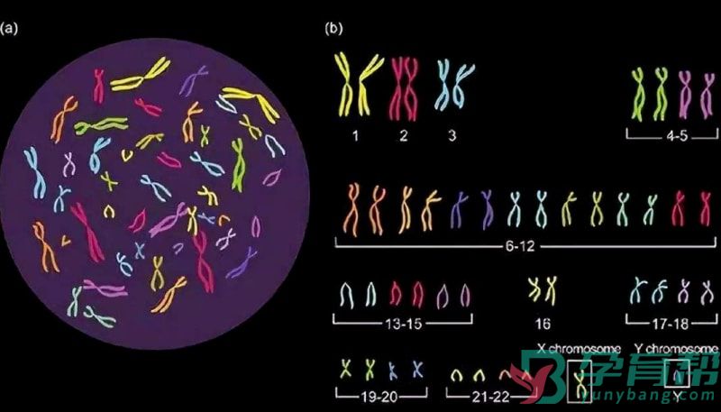 染色体缺失能怀孕吗(图1)