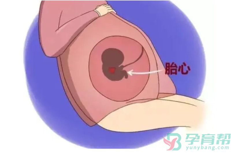 怀孕后多长时间会出现胎心胎芽(图1)