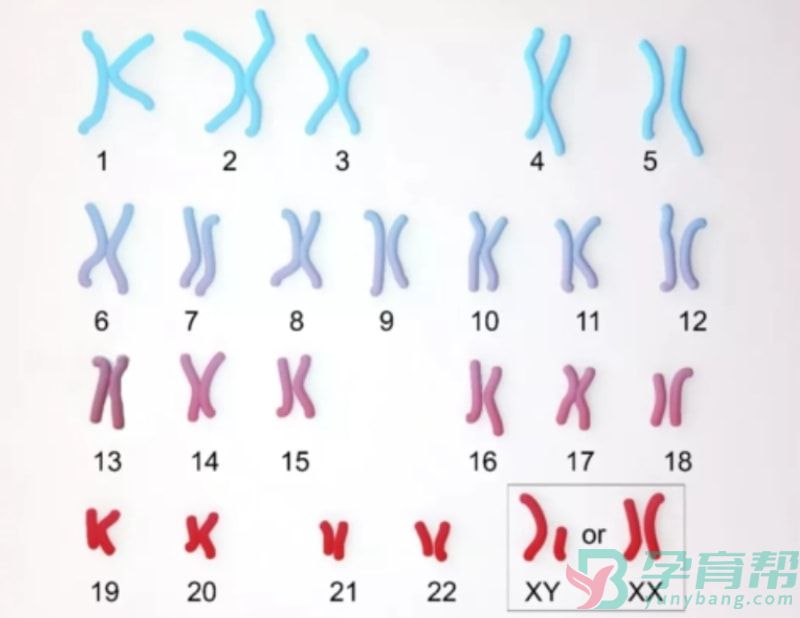 大龄染色体异常对生育的风险(图1)