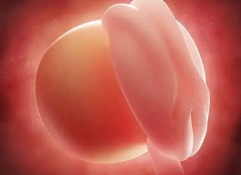 怀孕第一周胎儿发育情况，孕妈身体变化
