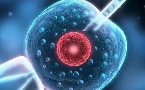 宫外孕试管移植哪种胚胎成功率高？(图1)